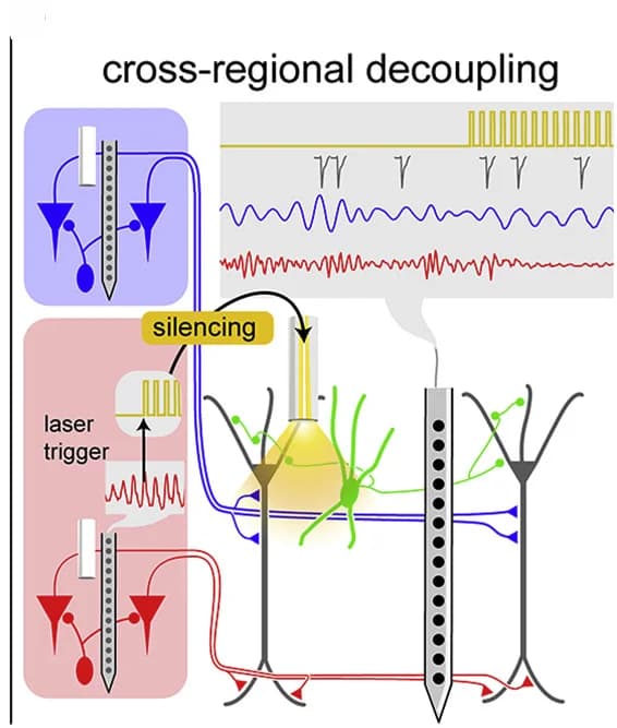 Open access visualization of Workflow, Illustration, Neuronal populations, Gamma coherence, Inhibition