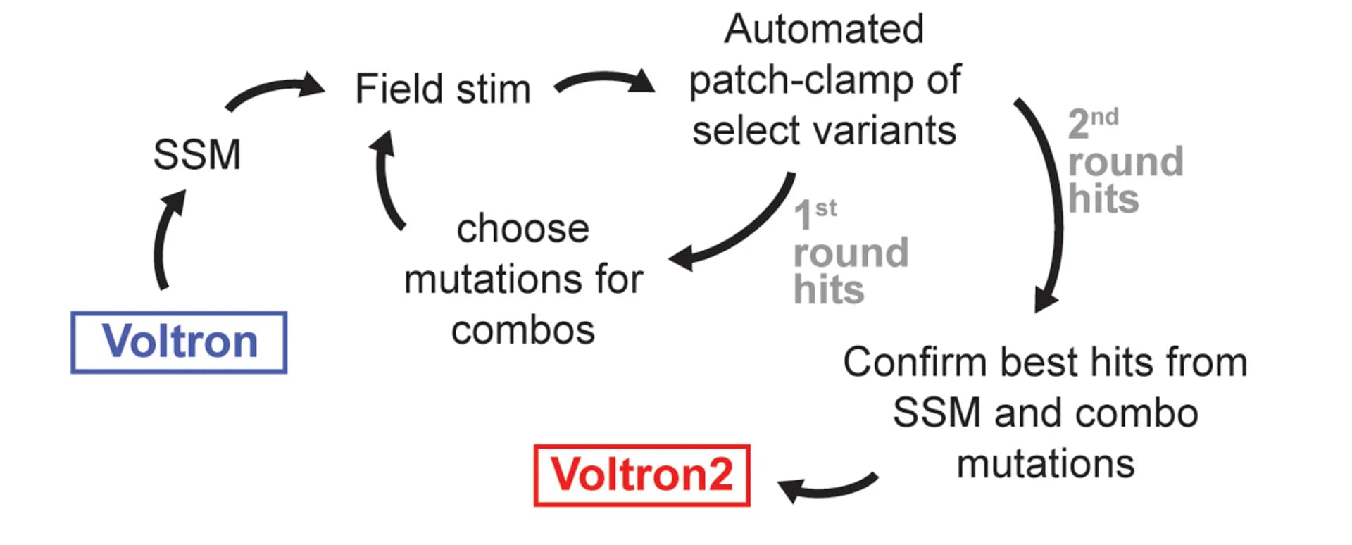 Open access visualization of Workflow, Flowchart, Mutagenesis, Screening