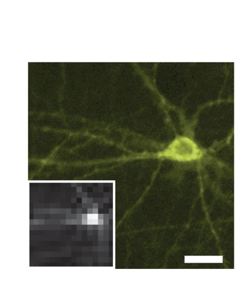 Open access visualization of Microscopy, Neuron, Voltron2525, Image, Stream Acquisition