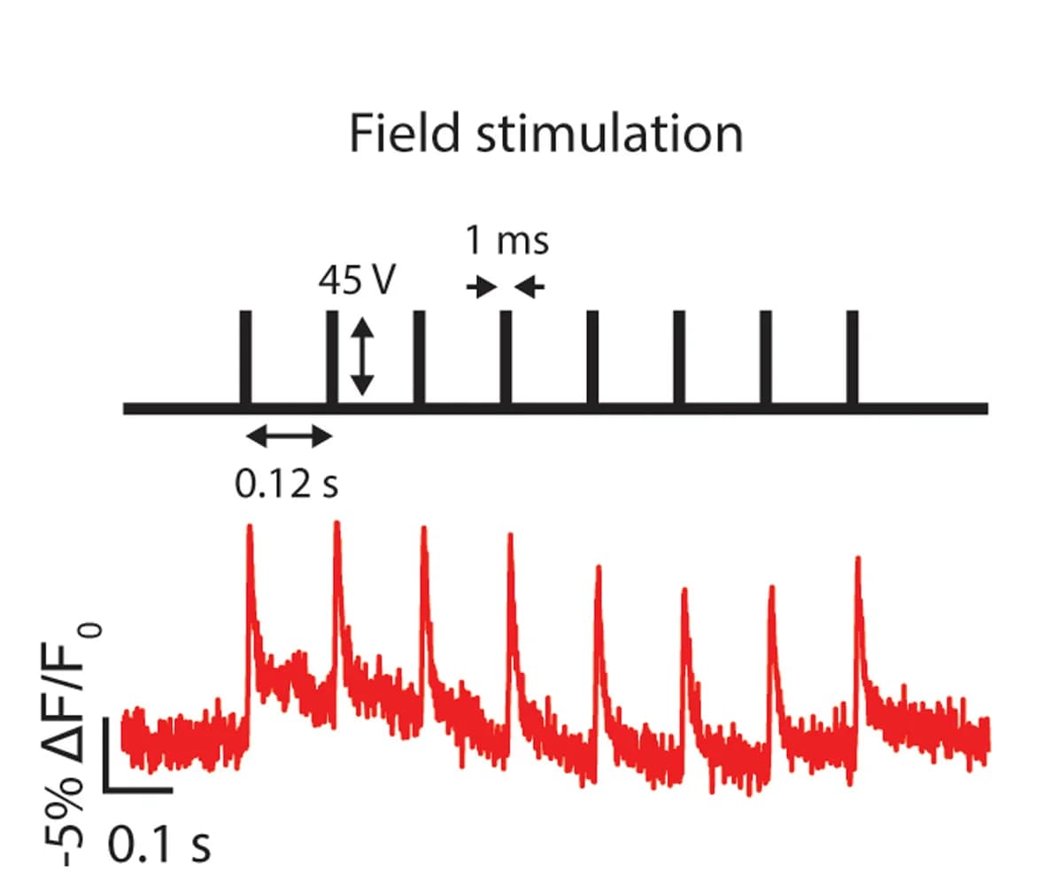 Open access visualization of Line Plot, Line Step, Field Stimulation Parameters, Fluorescence Response, Neuron