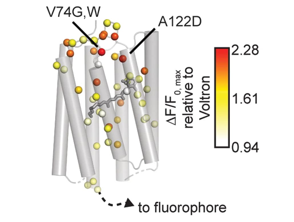 Open access visualization of Protein Structure, Mutated Residues, Mutations