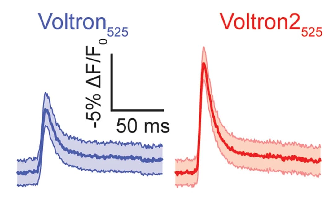 Open access visualization of Line Plot, Error Bars, Traces, Voltron525, Voltron2525