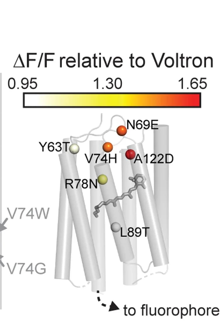 Open access visualization of Protein Structure, Mutated Residues, Screening, Voltage Steps, uM Workstation
