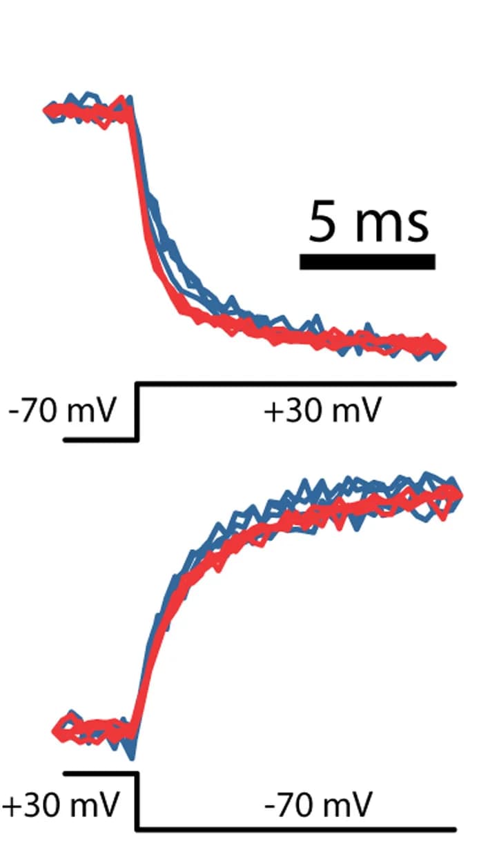 Open access visualization of Line Plot, Line Step, Fluorescence, Kinetics, Voltron525
