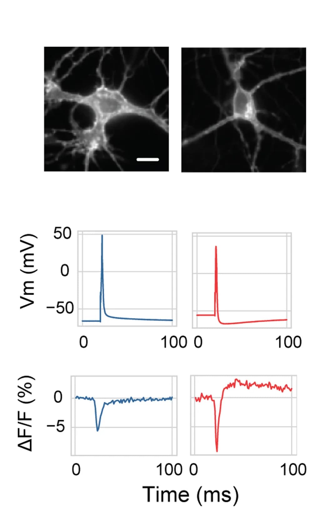 Open access visualization of Line Plot, Microscopy, Fluorescence, Action Potentials, Current Clamp