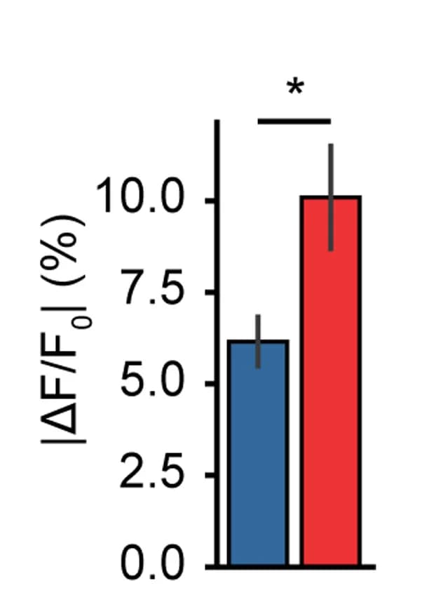 Open access visualization of Bar Plot, Error Bars, Fluorescence, Action Potential Stimulation, Current Clamp