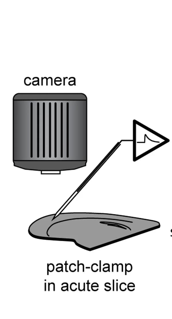 Open access visualization of Workflow, Illustration, Experimental setup, Brain slice
