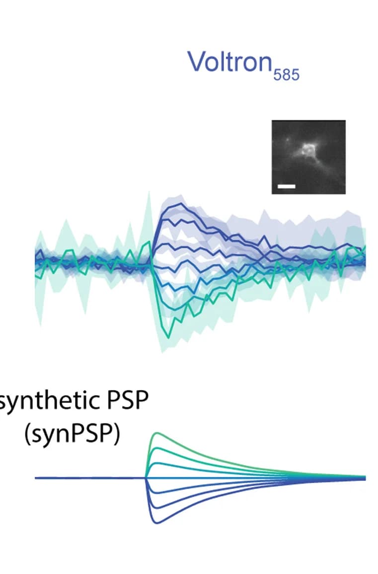 Open access visualization of Line Plot, Error Bars, Microscopy, Fluorescence, Voltron585