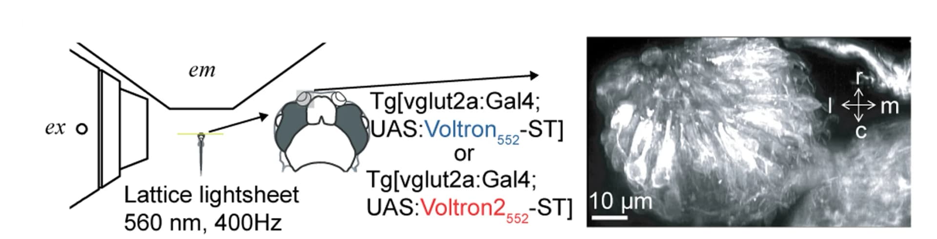 Open access visualization of Microscopy, Illustration, Olfactory Sensory Neurons, Voltron-ST, Voltron2-ST