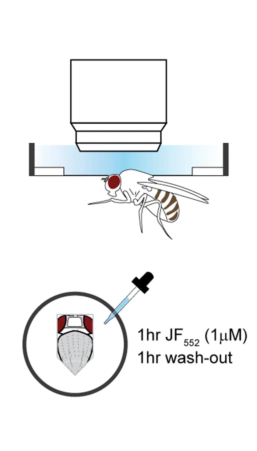 Open access visualization of Illustration, Workflow, Experimental Setup, Fly, sCMOS Camera