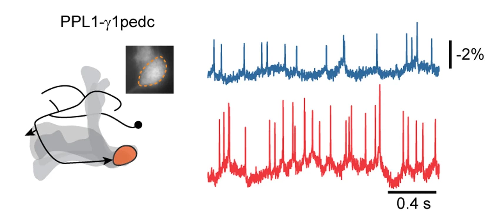 Open access visualization of Line Plot, Illustration, Microscopy, Voltage Recordings, Neuron Schematics