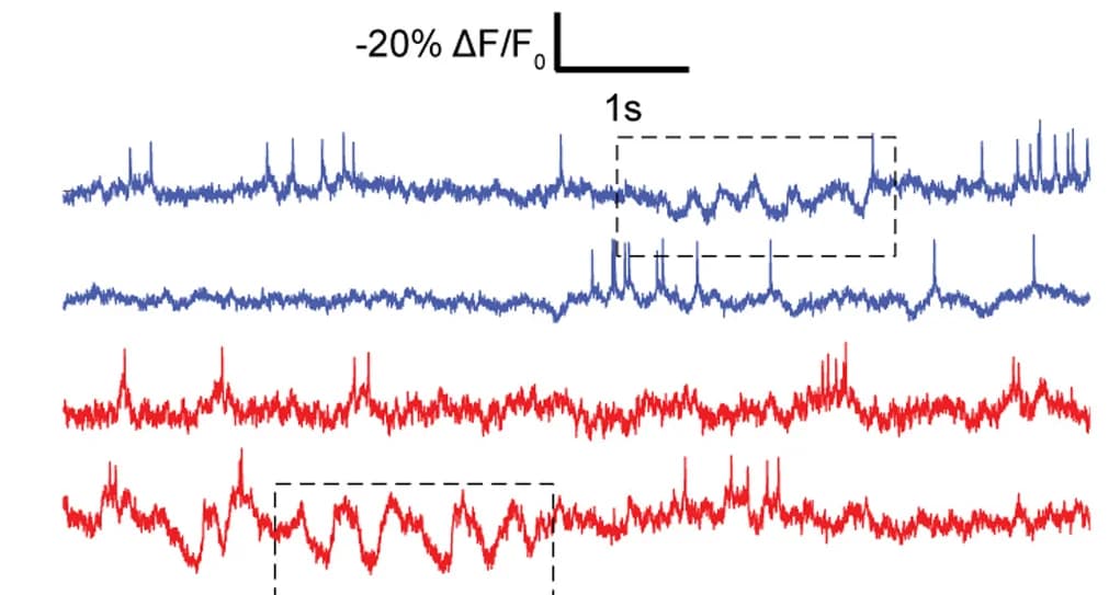 Open access visualization of Line Plot, Voltron525-ST, Voltron2525-ST, Spike Amplitude, Imaging Rates