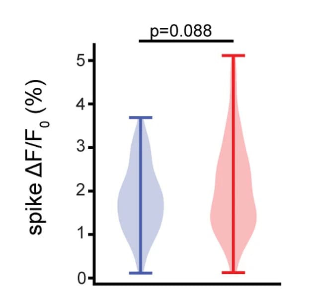 Open access visualization of Violin Plot, Voltron552-ST, Voltron2552-ST, Spike Amplitude, Subthreshold DF/F0