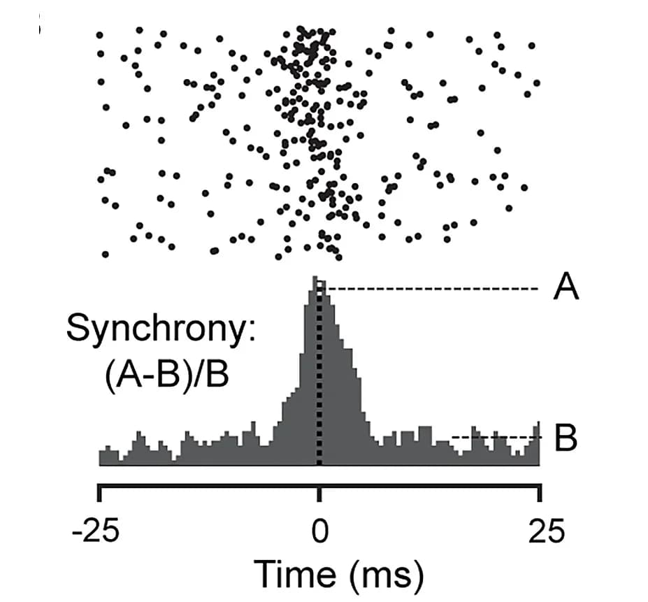 Open access visualization of Histogram, Scatter Plot, Spike Cross-Correlogram, CCG, Neurons