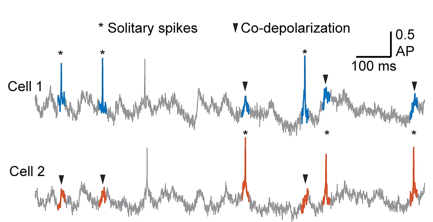 Open access visualization of Line Plot, Fluorescence Traces, Solitary Spikes, Co-depolarization, Cells