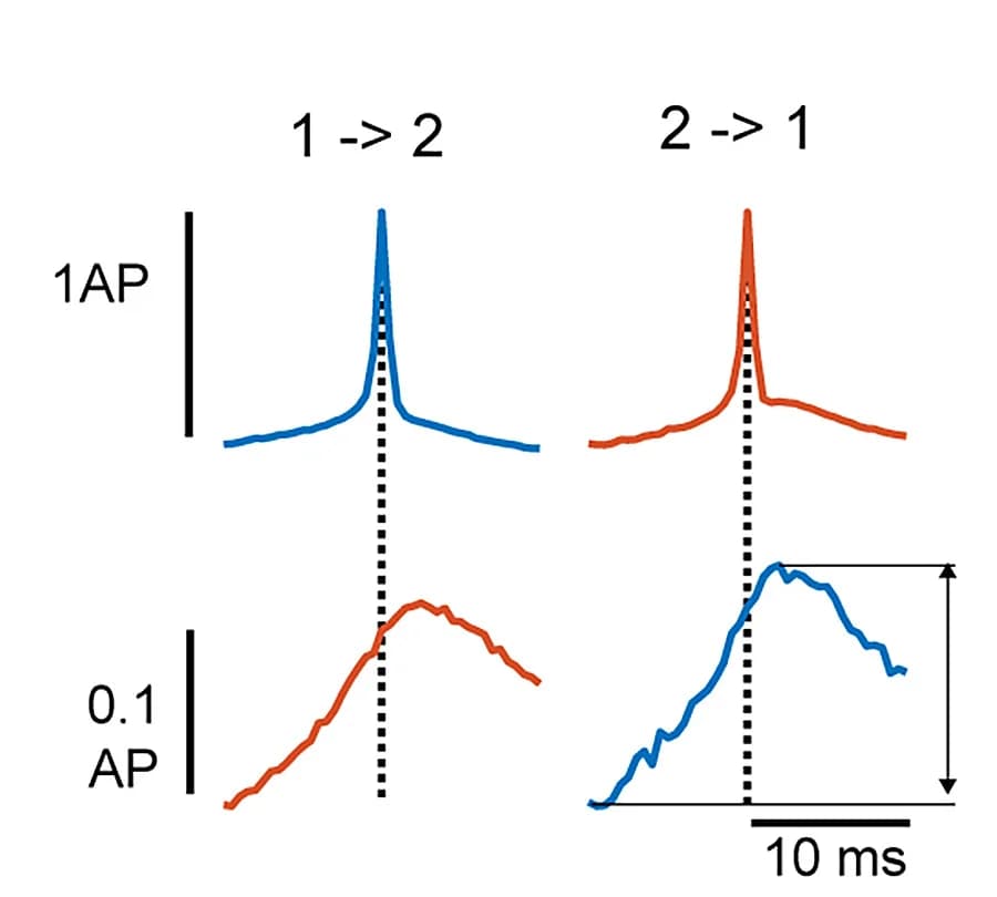 Open access visualization of Line Plot, Averaged Spike, Co-depolarization, Neurons