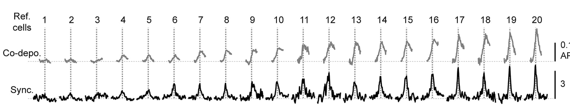 Open access visualization of Line Plot, Co-depolarization, Spike Synchrony, Target Cell, Reference Cells