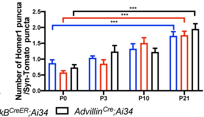Open access visualization of Bar Plot, Error Bars, Clustered, Homer1+puncta, Sensory Terminal
