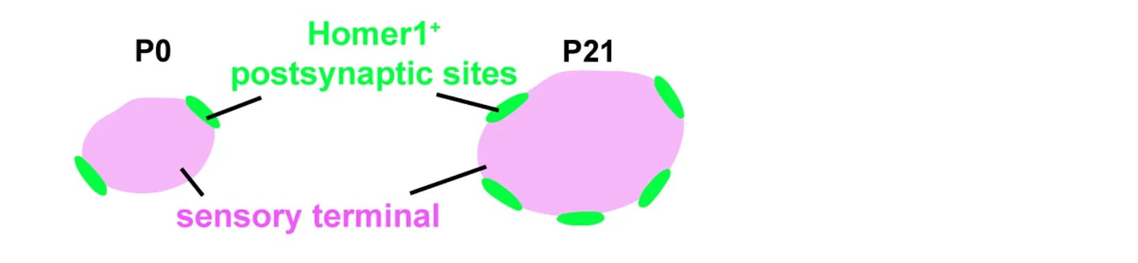 Open access visualization of Illustration, Synapse Formation, Sensory Terminals, LTMR, Postnatal Development