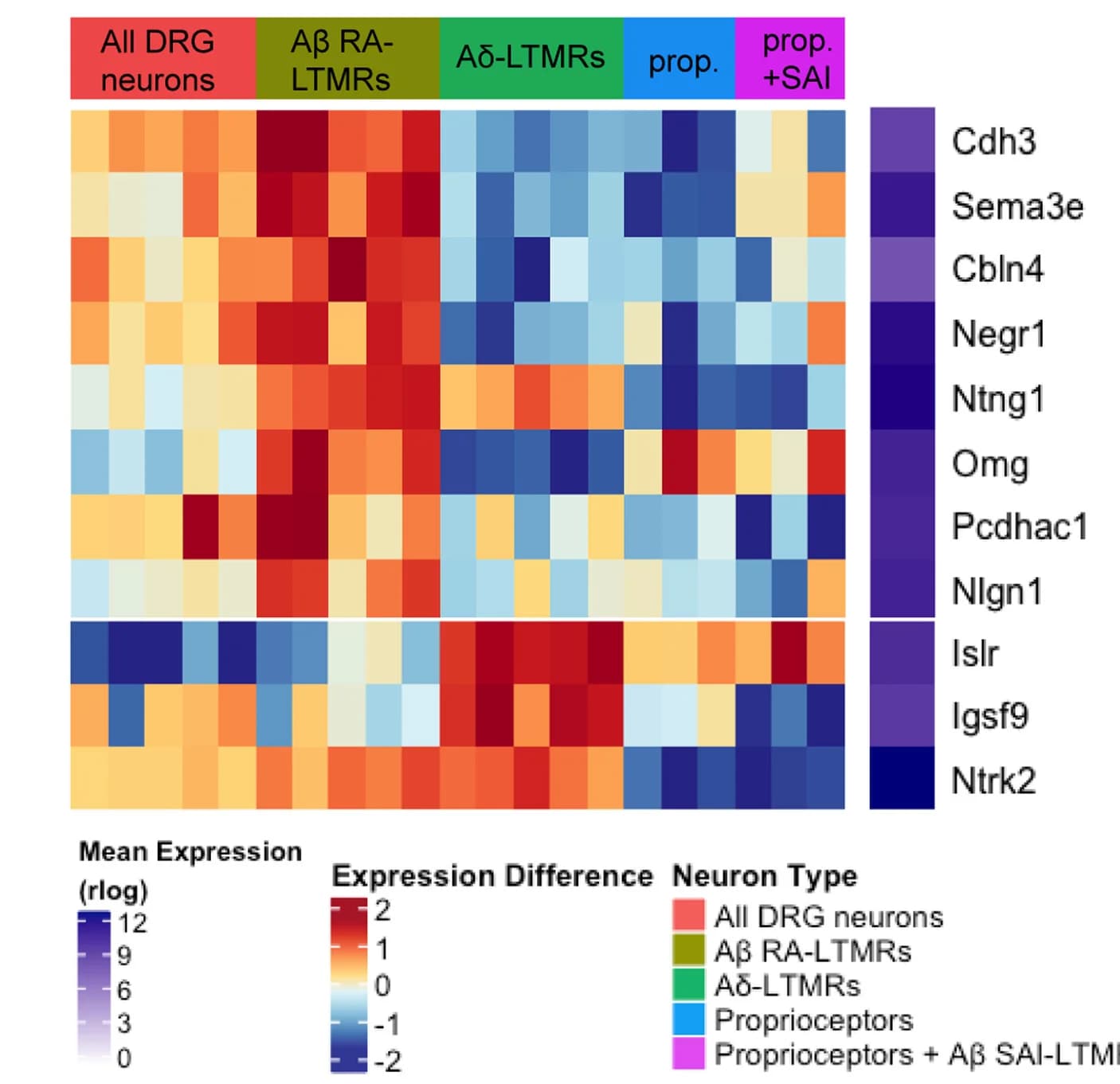 Open access visualization of Heatmap, Heatmaps, Gene Expression, Cell-adhesion Molecules, Axon Guidance Proteins