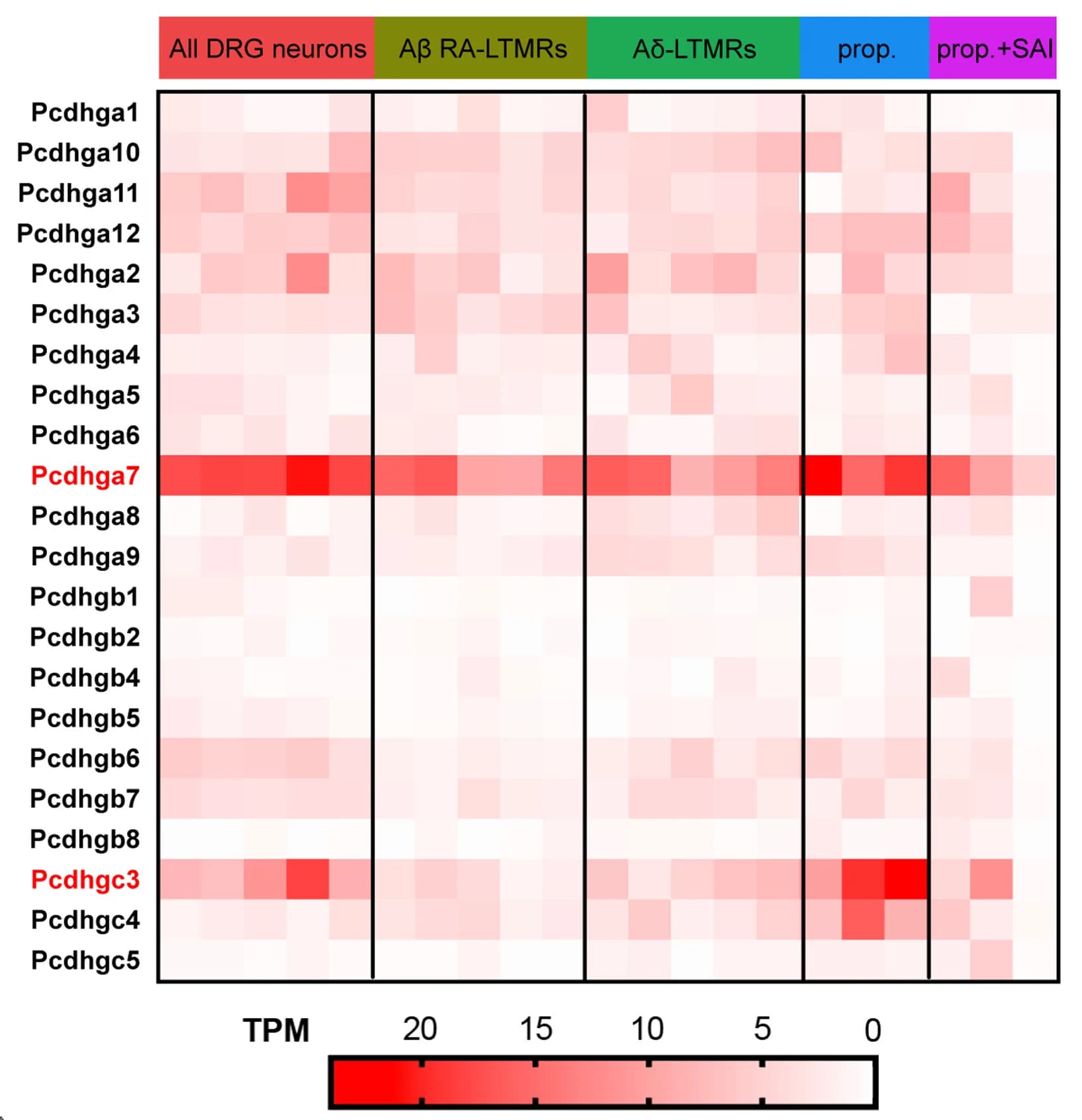 Open access visualization of Heatmap, Gene Expression, Pcdhggenes, DRG