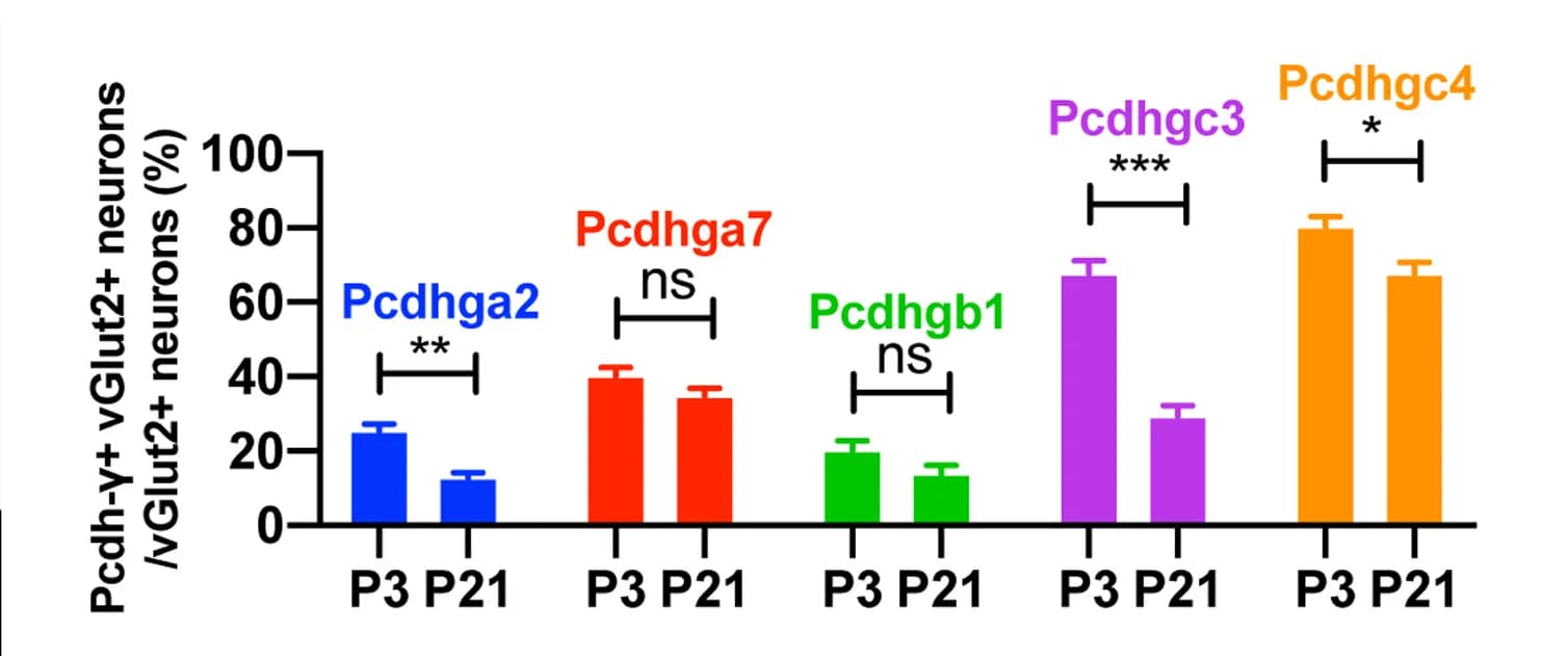 Open access visualization of Bar Plot, Error Bars, Quantification, Pcdhga2, Pcdhga7