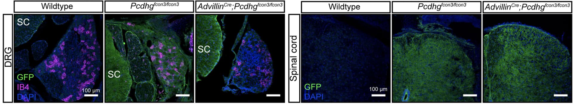 Open access visualization of Microscopy, IHC, DRG, Spinal Cord, GFP
