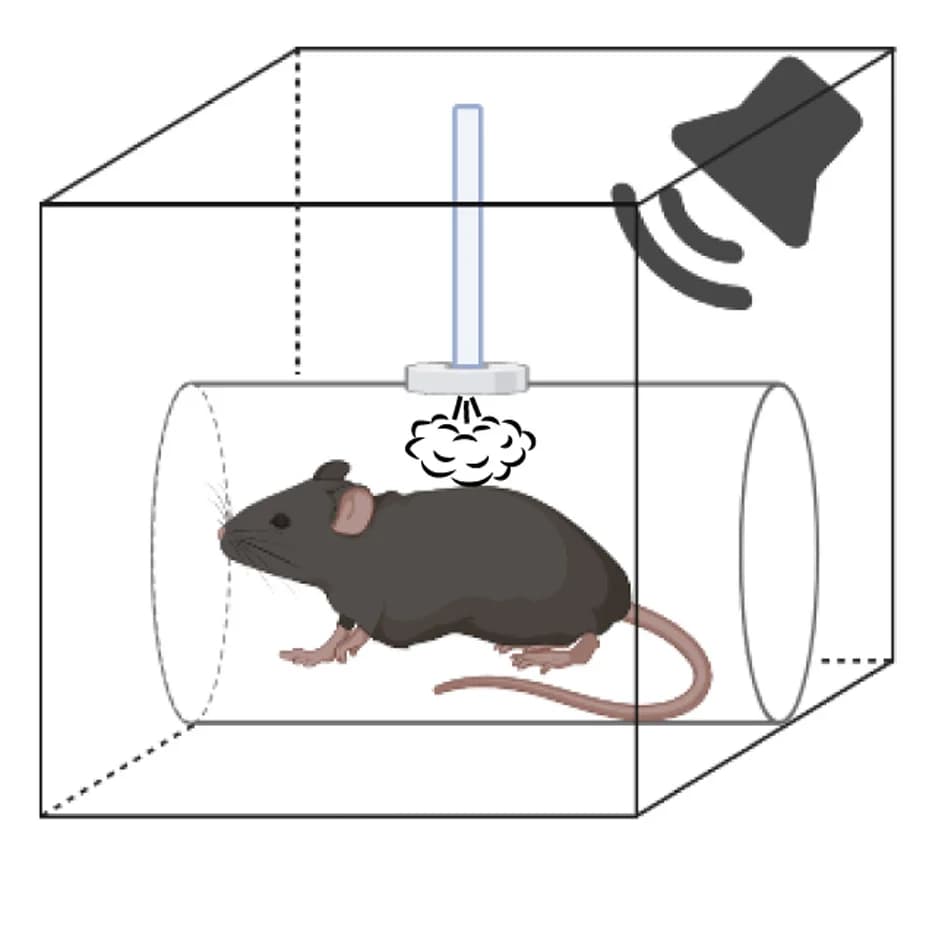 Open access visualization of Illustration, Diagram, Tactile PPI Behavior Assay
