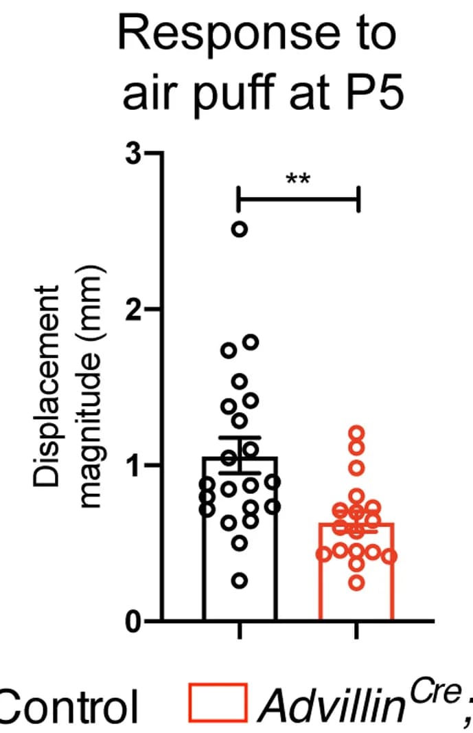Open access visualization of Bar Plot, Error Bars, Scatter Plot, Quantification, Movement