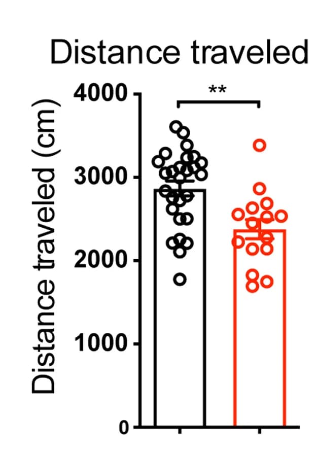 Open access visualization of Bar Plot, Scatter Plot, Error Bars, Distance Traveled, Open Field Test