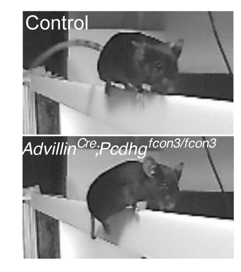 Open access visualization of Photo, Balance Beam Test, Images