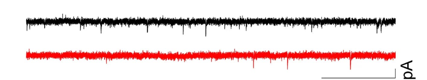 Open access visualization of Line Plot, mEPSC Traces, Spinal Cord, Neurons, Lamina III