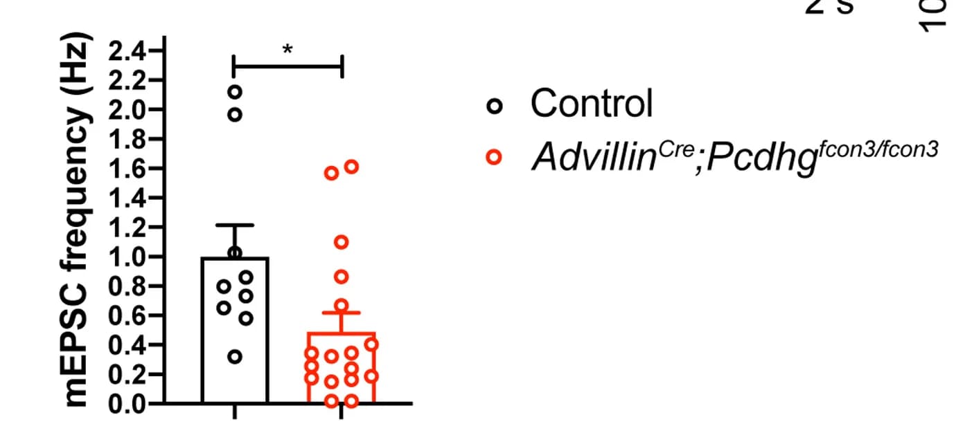 Open access visualization of Bar Plot, Scatter Plot, Error Bars, Presynaptic Pcdhg Deletion, mEPSC Frequency