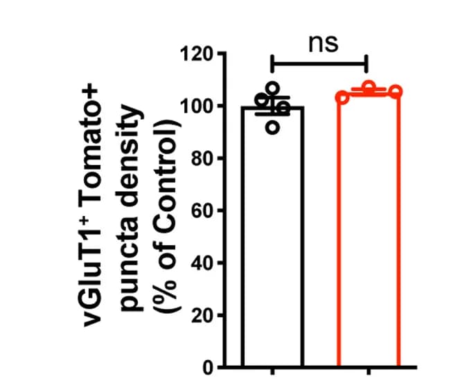Open access visualization of Bar Plot, Error Bars, EM Images, Synaptic Glomeruli, Lamina III