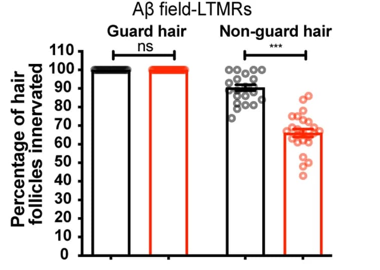 Open access visualization of Bar Plot, Scatter Plot, Error Bars, Quantification, Hair Follicles