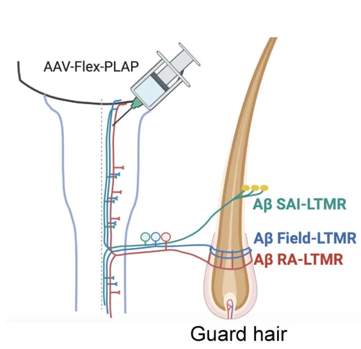 Open access visualization of Illustration, Mice, AAV-Retro-Flex-PLAP virus, DRG Neurons, DCN