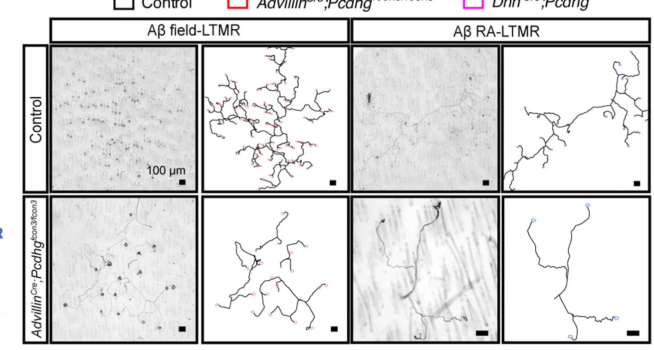 Open access visualization of Microscopy, AP Images, Skin, Axons, LTMRs