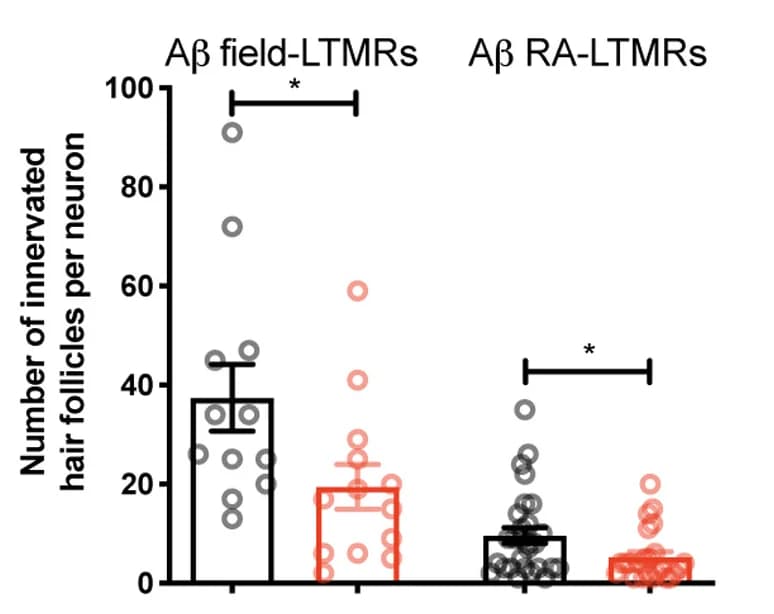 Open access visualization of Bar Plot, Error Bars, Quantification, Hair Follicles, LTMRs