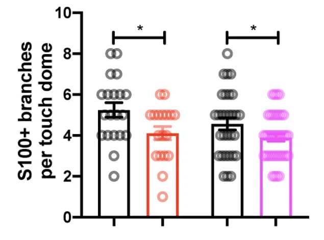 Open access visualization of Bar Plot, Error Bars, Scatter Plot, Quantifications, S100