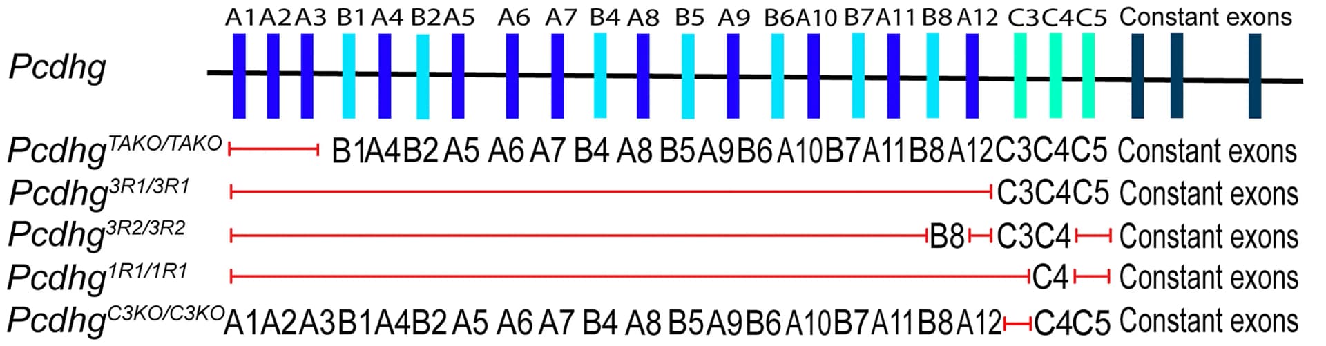 Open access visualization of Illustration, Pcdhg Mutants, Genes, Disruption