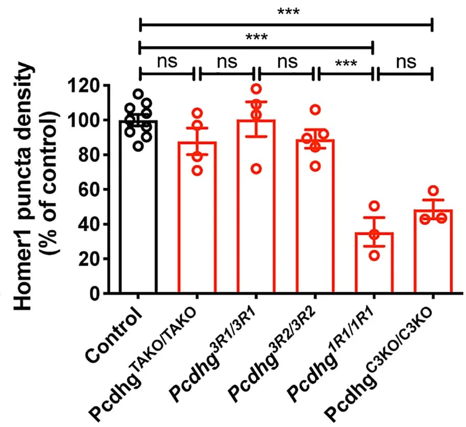 Open access visualization of Bar Plot, Error Bars, Normalized Densities, Homer1+ Puncta, P21 Control