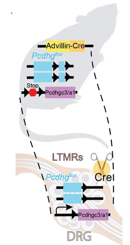 Open access visualization of Workflow, Illustration, Experiment Design, Pcdhg isoforms, AdvillinCre