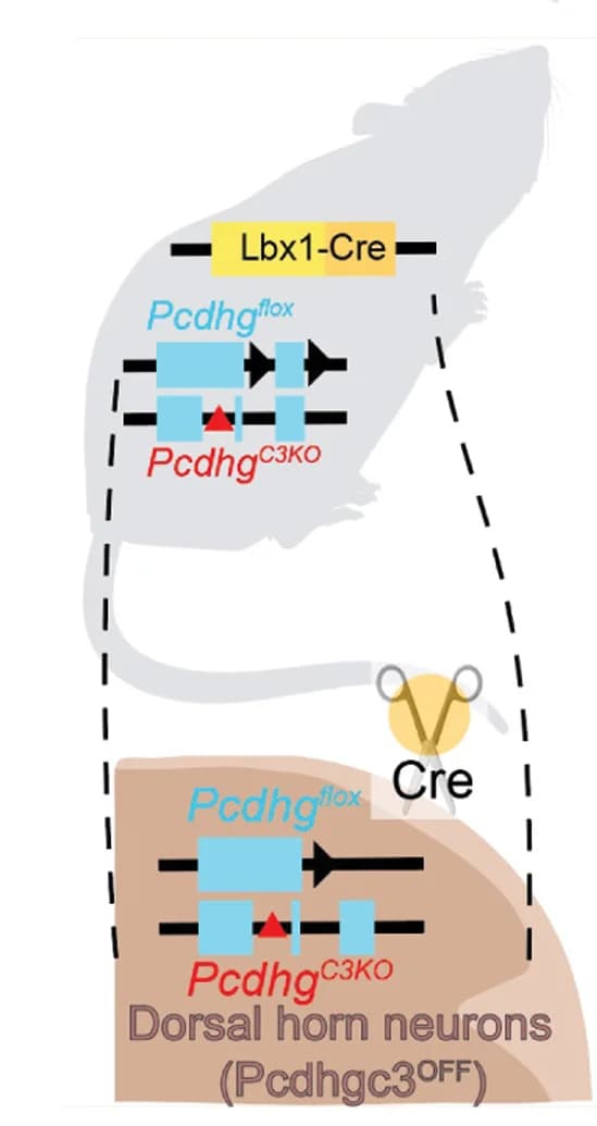 Open access visualization of Illustration, Workflow, Experiment Design, Pcdhgc3 isoforms, Dorsal Horn Neurons