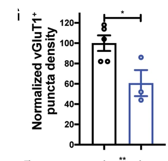 Open access visualization of Bar Plot, Error Bars, Quantifications, Synapses, Lamina III