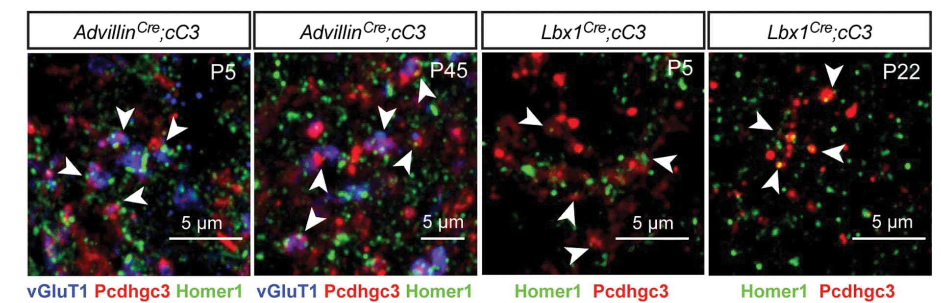 Open access visualization of Microscopy, IHC, Pcdhgc3-mCherry, Spinal Cord, Lamina III