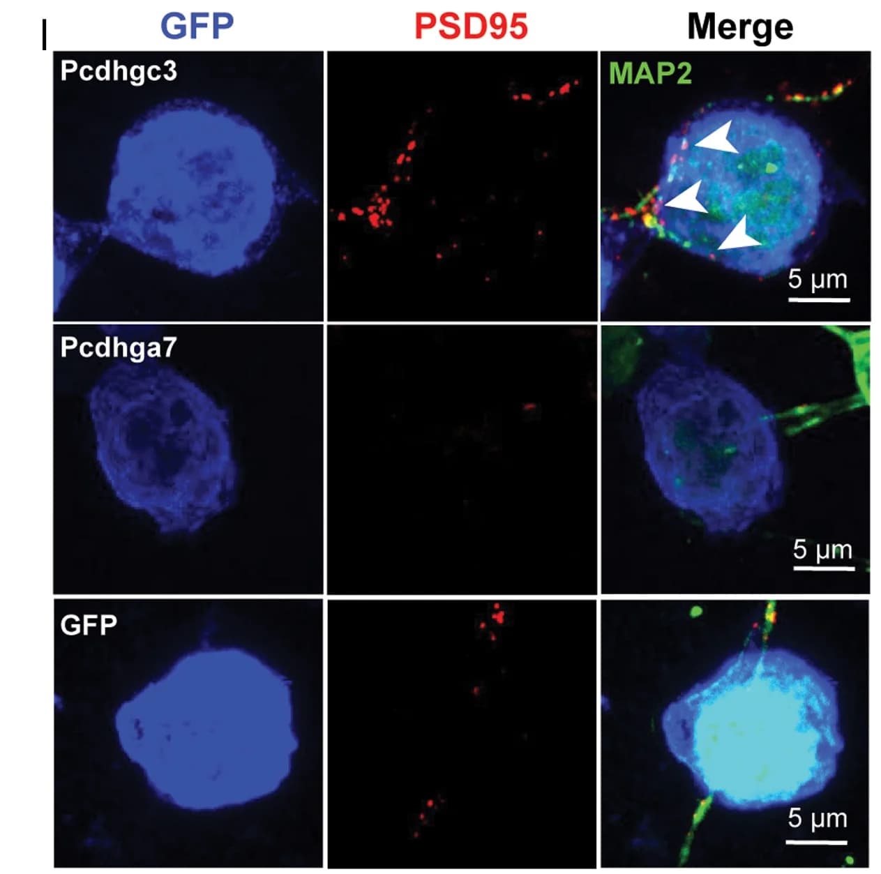 Open access visualization of Microscopy, Representative Images, In Vitro Synapse Formation Assays, MAP2+ neuronal cell body, Pcdhga7 condition