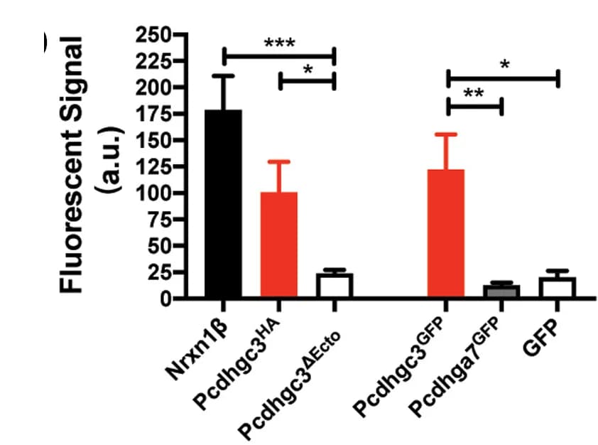 Open access visualization of Bar Plot, Error Bars, Average Intensity, PSD-95 puncta, HEK293 Cells