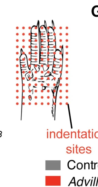 Open access visualization of Illustration, Functional Receptive Fields, Dorsal Horn Neurons