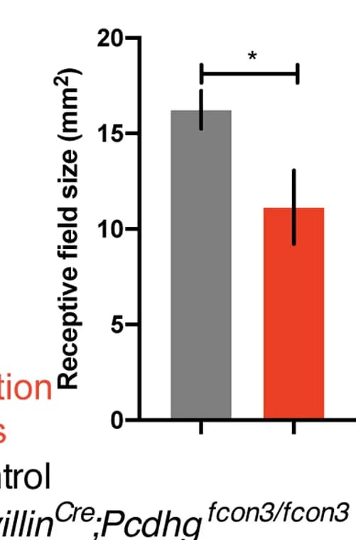 Open access visualization of Bar Plot, Error Bars, Clustered, Receptive Field Sizes, Littermate Control