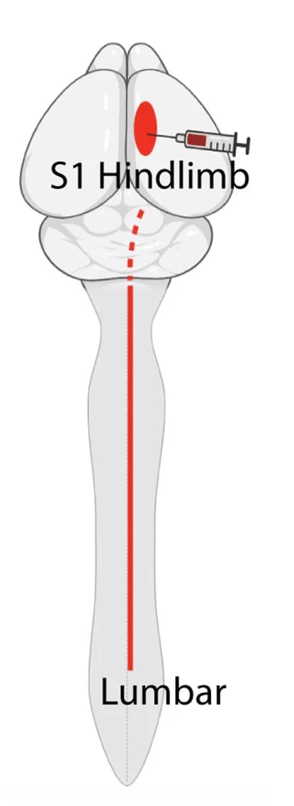 Open access visualization of Illustration, Viral Labeling, Corticospinal Projections, Lumbar Spinal Cord